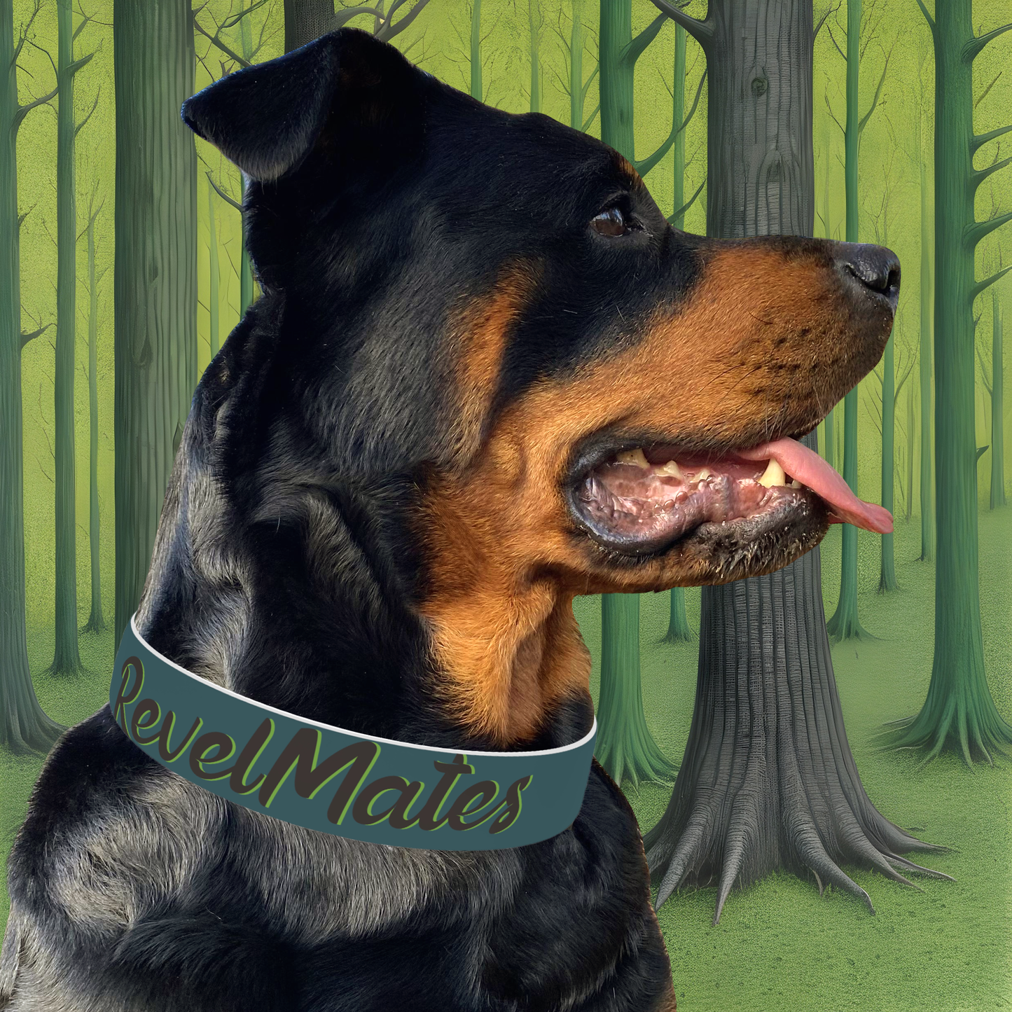 Pet Collar | Turquoise & Brown RevelMates Design